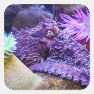 Blue ocean purple octopus square sticker