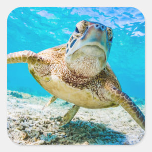 Blue ocean sea turtle face front sticker