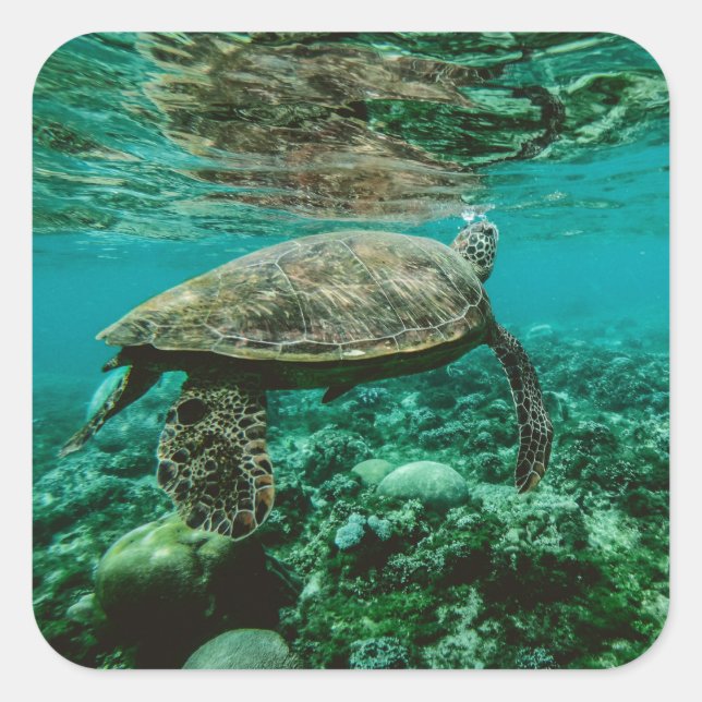 Blue ocean sea turtle swimming sticker (Front)