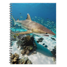 Blue Ocean Summer Beach shark Photo