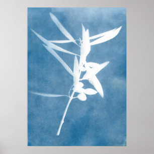Blue Olive Grove Vintage Kitchen Cyanotype Photo  Poster
