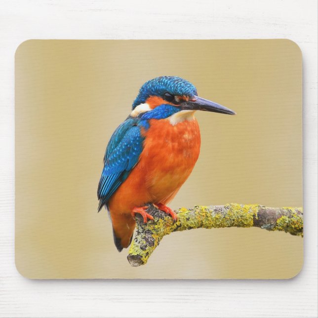 Blue Orange Kingfisher Bird Mouse Mat (Front)