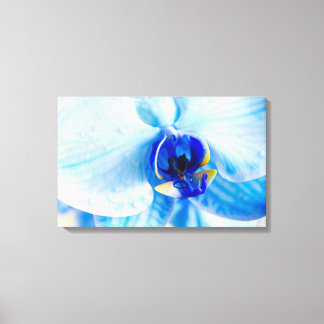 Blue Orchid Canvas Print