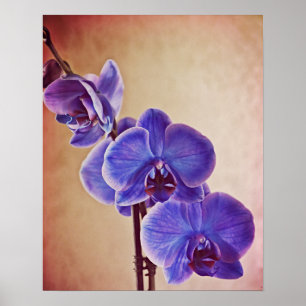 Blue Orchid Illustrated Photographic Art Print