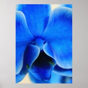 Blue orchid poster