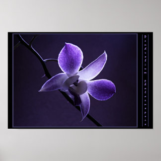 Blue Orchid Poster