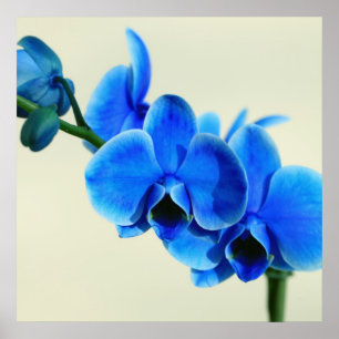 Blue orchid poster