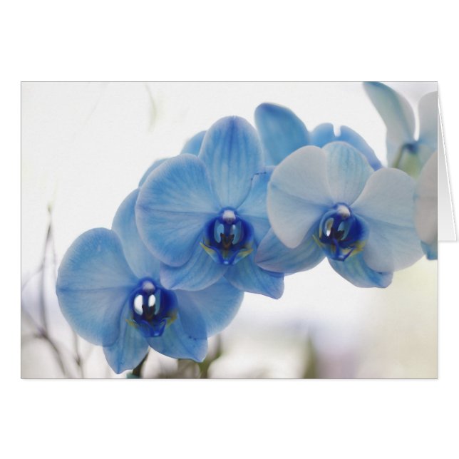 Blue Orchids (Front Horizontal)