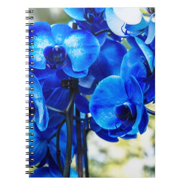 Blue orchids notebook (Front)