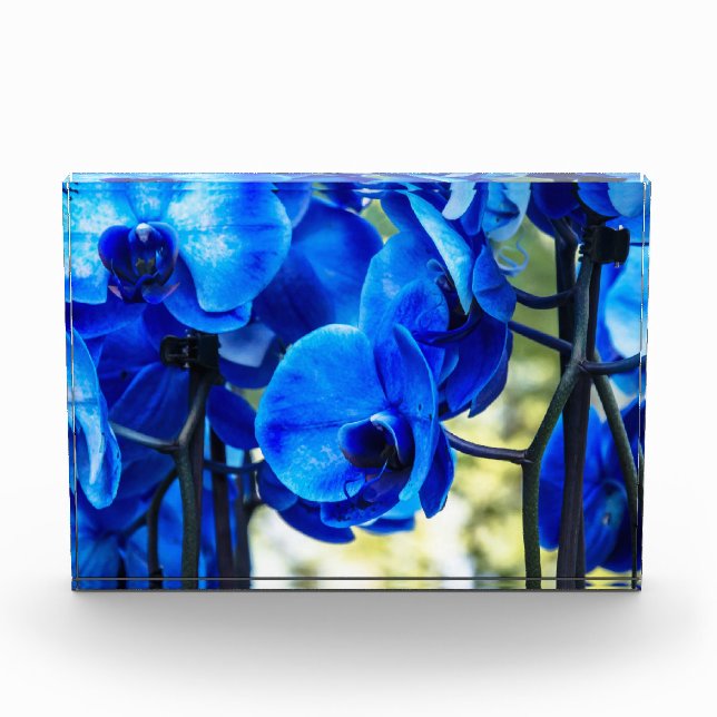 Blue orchids photo block (Front)