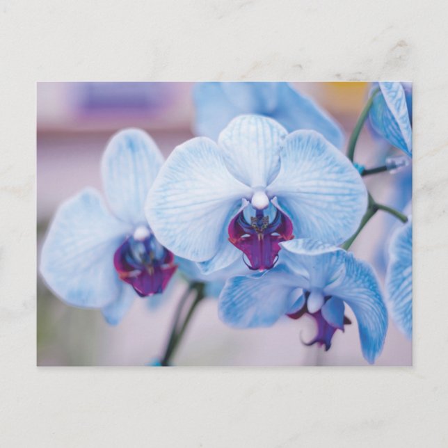 Blue Orchids Postcard (Front)