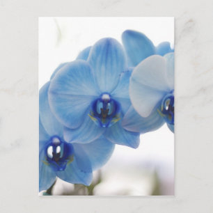 Blue Orchids Postcard