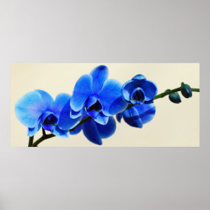 Blue orchids poster