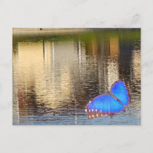 Blue Over Still Water Postcard
