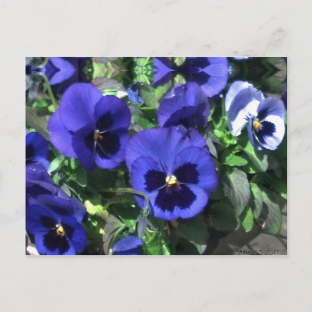 Blue Pansies 2013 Postcard (Front)