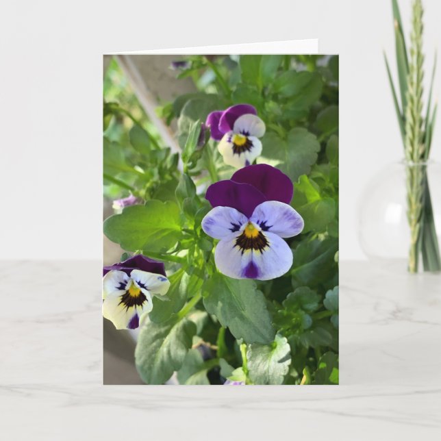 Blue Pansies Blank Card (Front)