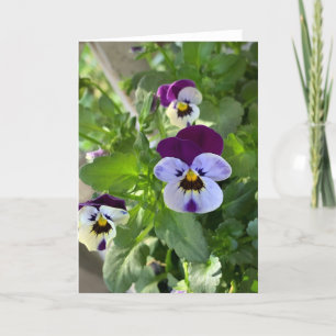 Blue Pansies Blank Card