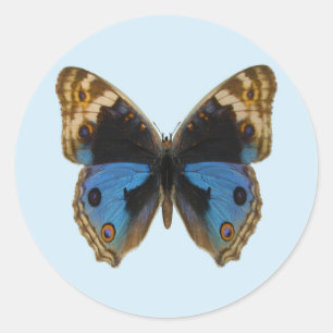 Blue Pansy Butterfly Classic Round Sticker
