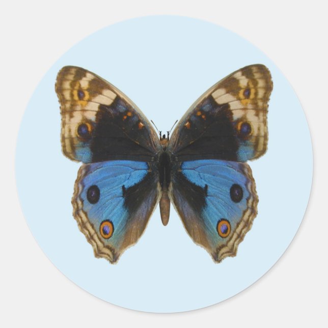Blue Pansy Butterfly Classic Round Sticker (Front)