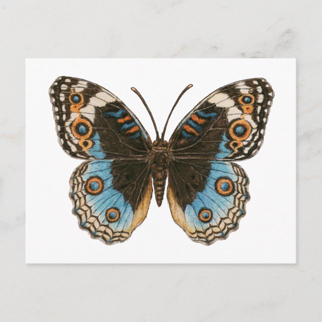 Blue Pansy Butterfly Postcard (Front)