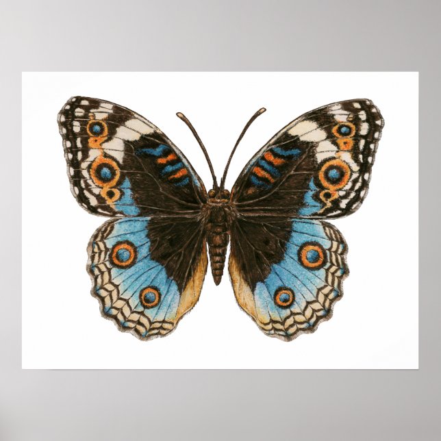 Blue Pansy Butterfly Poster (Front)