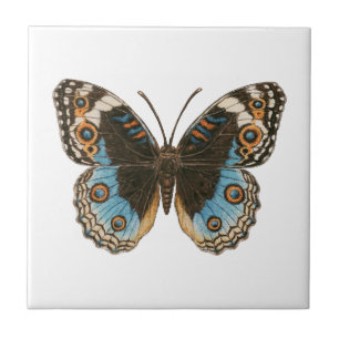 Blue Pansy Butterfly Tile