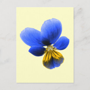 Blue Pansy Postcard