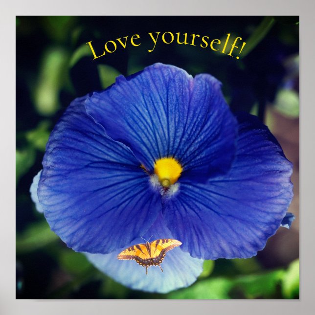 Blue pansy viola poster (Front)