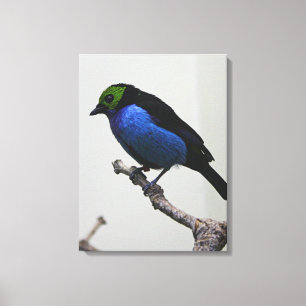 Blue Paradise Tanger Wrapped Canvas