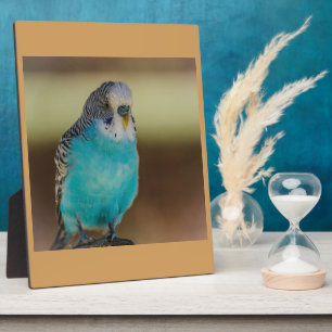 blue parakeet bird blue parrot budgerigar plaque
