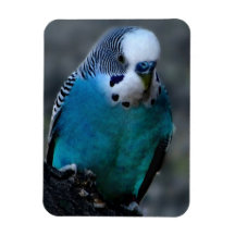 Blue Parakeet