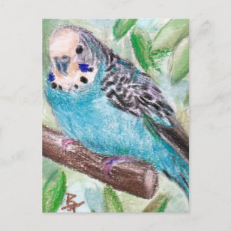 Blue Parakeet Postcard