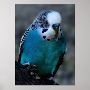 blue parakeet print