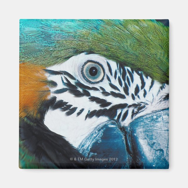 Blue Parrot Magnet (Front)