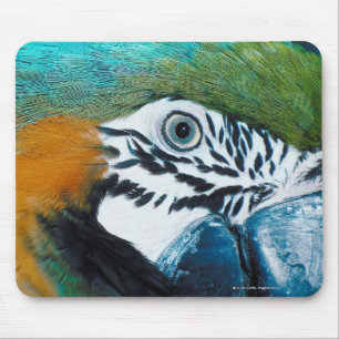 Blue Parrot Mouse Mat