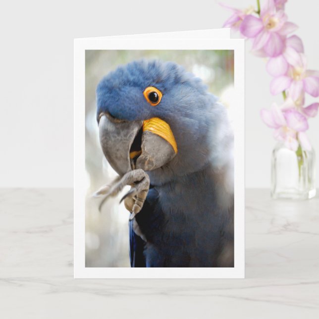 Blue Parrot Portrait Card (Orchid)