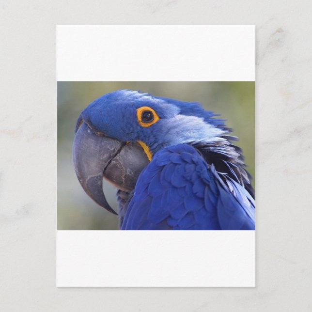 Blue Parrot Postcard (Front)