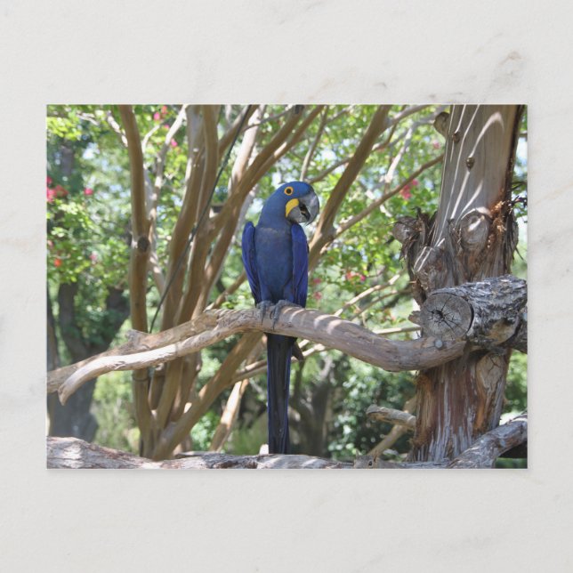 Blue Parrot postcard (Front)