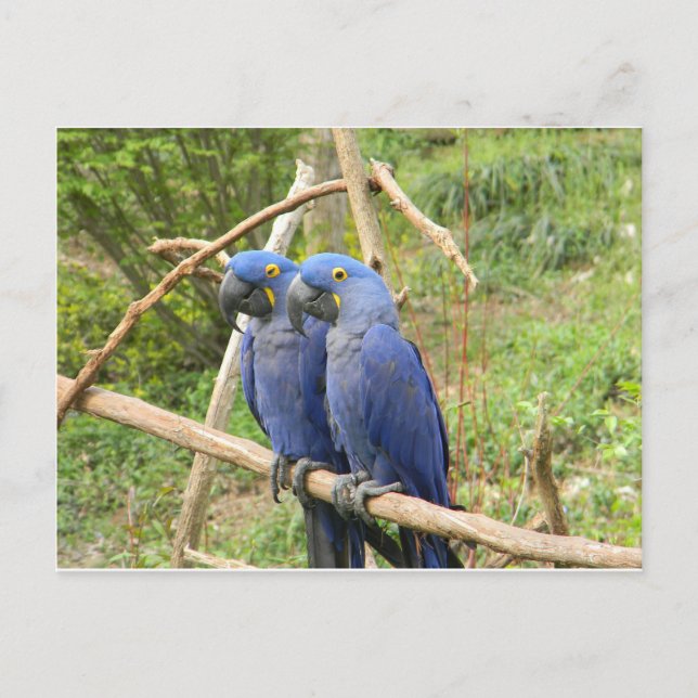 Blue Parrot Postcard (Front)