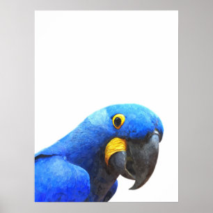 Blue parrot tropical bird portrait poster
