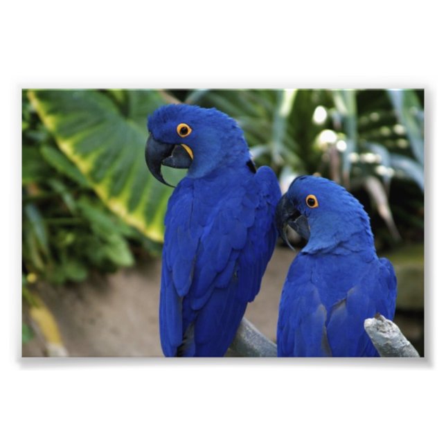 Blue Parrots Photo (Front)