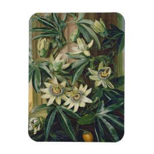 Blue Passion Flower for the 'Temple of Flora' by R Magnet