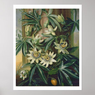 Blue Passion Flower for the 'Temple of Flora' by R Poster