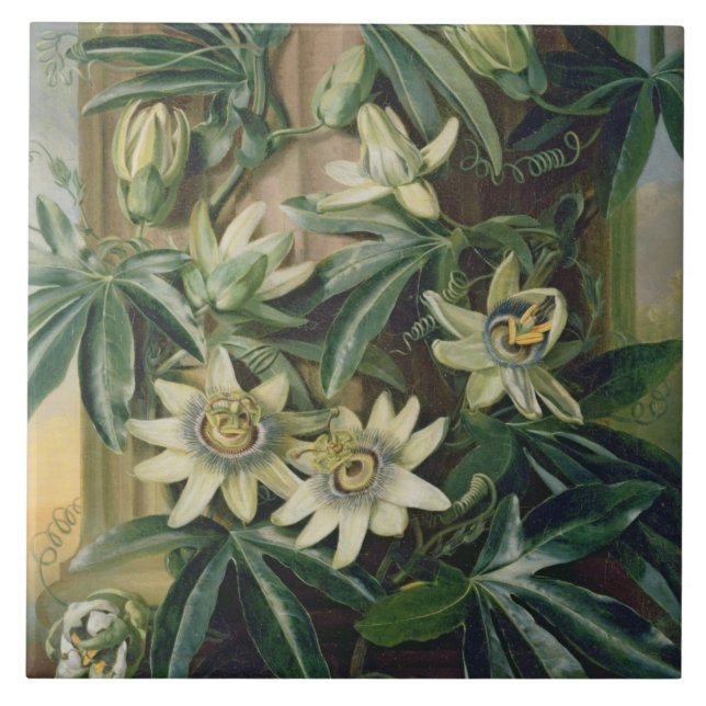 Blue Passion Flower for the 'Temple of Flora' by R Tile (Front)
