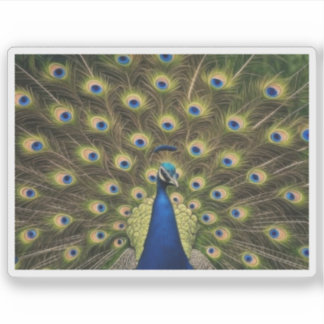 Blue Peacock