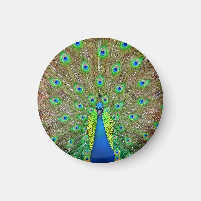 Blue Peacock #3 Round Magnet (Front)