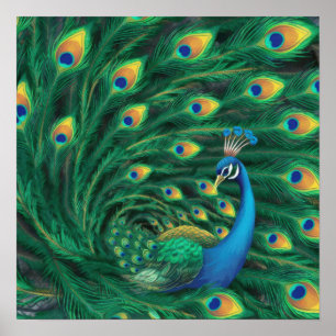 Blue Peacock Bird Poster
