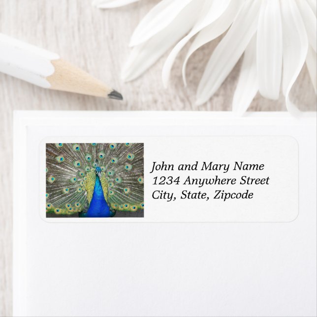 Blue Peacock Feather Plumage Return Address (Insitu)