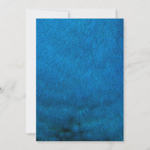 Blue peacock feathers