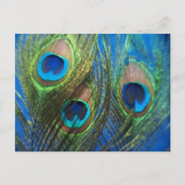 Blue Peacock Feathers Postcard (Front)